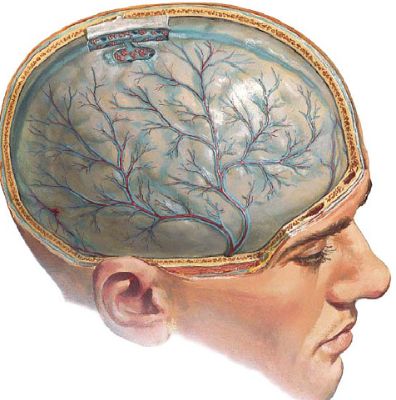 Сильная утомляемость болит голова