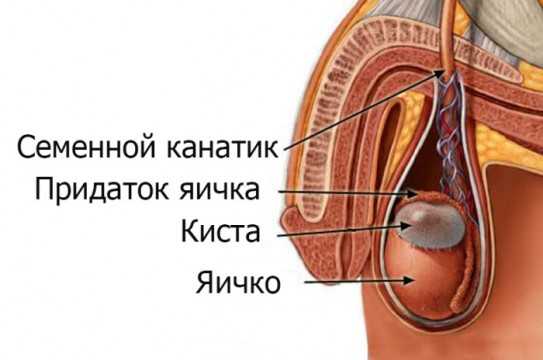 kista-yaichka-543x360.jpg