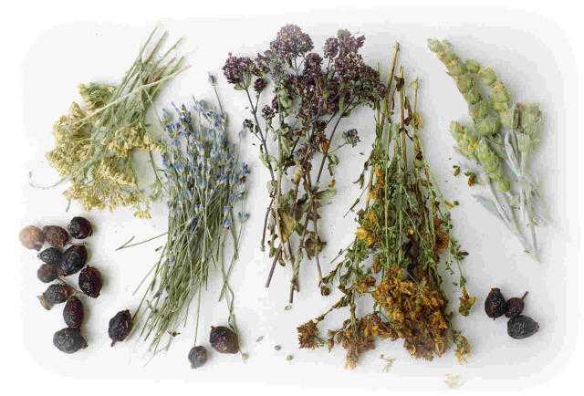 lekarstvennye-rasteniya-i-travy.jpg